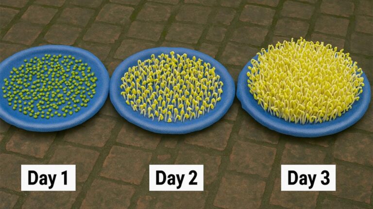 Diese einfache Methode verwandelt deine Küche in eine Sprout-Oase … entdecke die drei