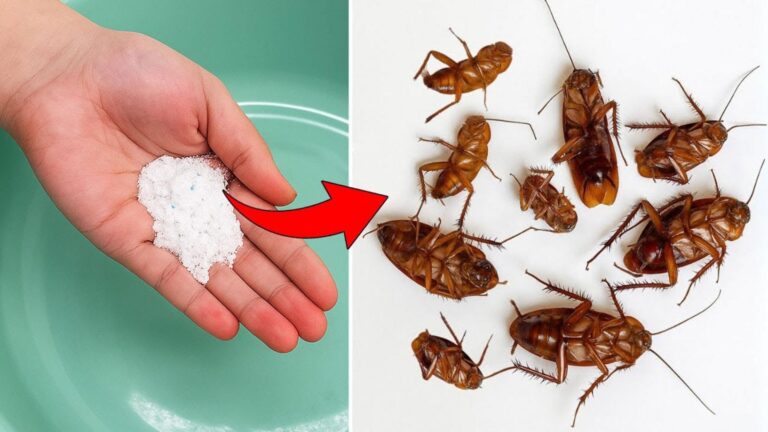 Diese einfache Methode lässt Kakerlaken spurlos verschwinden…