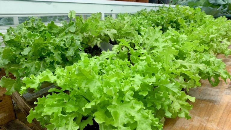 Mit wenigen Plastikflaschen verwandelst du deinen Balkon in einen üppigen Gemüsegarten…