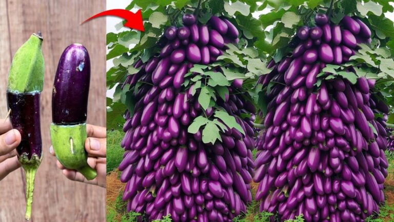 Ein alter Trick verwandelt deine Bananenpflanze mithilfe von Auberginen in eine wahre