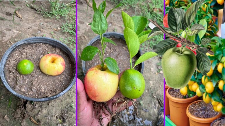 Dieser vergessene Trick lässt Apfel- und Zitronenbäume mühelos aus Fruchtkerne wachsen…