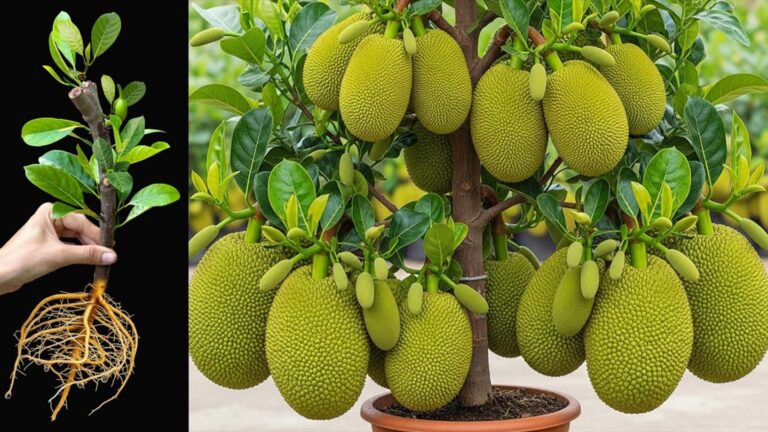 Ein einfacher Haushaltstrick, der deinen Jackfrucht-Baum in kürzester Zeit explodieren