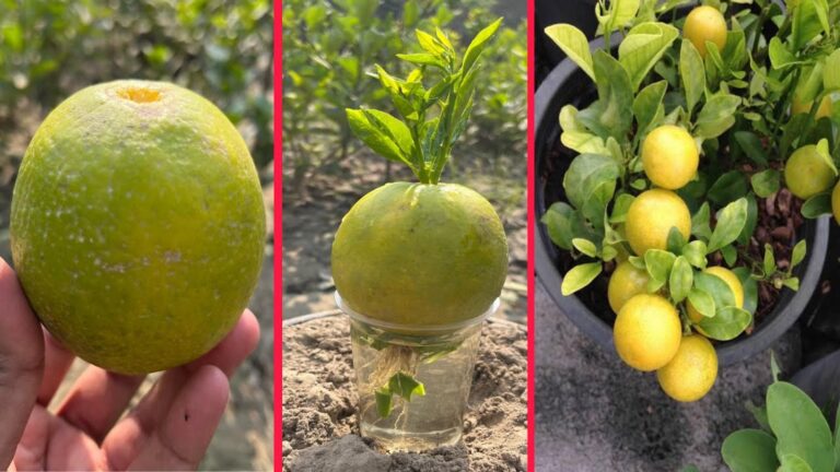 Dieser vergessene Trick lässt deinen Zitronenbaum mit nur einer Frucht prächtig gedeihen …