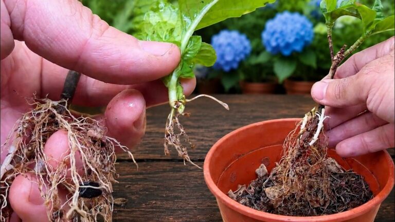 Einfach und effektiv: So treiben Sie Ihre Hortensien mit diesem genialen Trick …