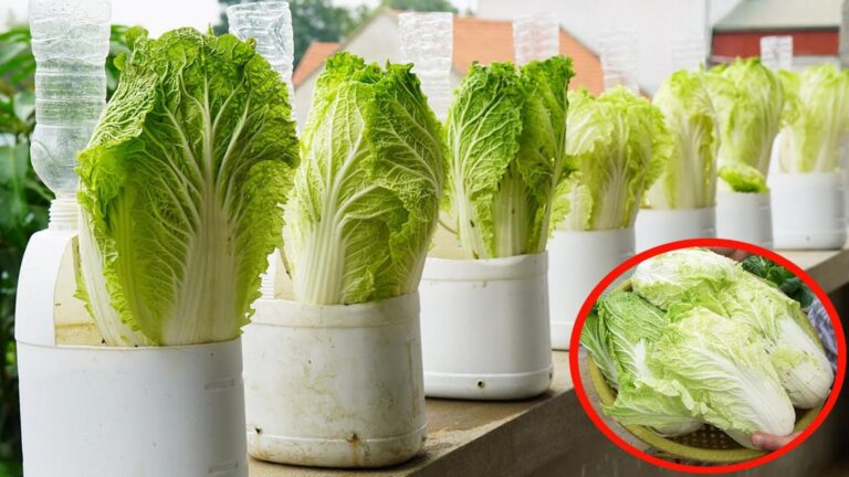 Diese geniale Methode verwandelt alte Plastikflaschen in köstlichen Winterkohl…