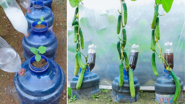 Dieser geniale Trick verwandelt Plastikflaschen in ein Mini-Gurkenparadies…