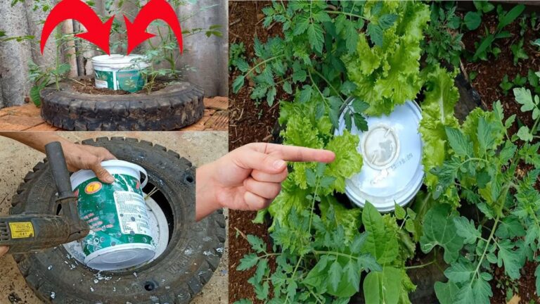 Diese geniale Methode verwandelt alte Reifen in einen beeindruckenden Tomatengarten …