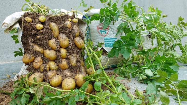 Diese einfache Methode bringt überraschend viele Kartoffeln aus Tüten – das musst du