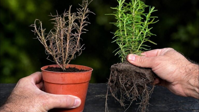 Diese einfachen Techniken halten deinen Rosmarin dauerhaft kräftig und frisch…