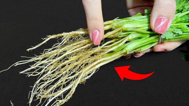Dieser vergessene Trick macht Korianderwurzeln zu einem wertvollen Schatz für deinen