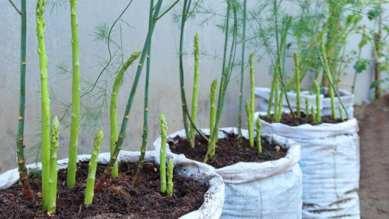 Dieser einfache Trick lässt deinen eigenen Spargel im Garten sprießen…