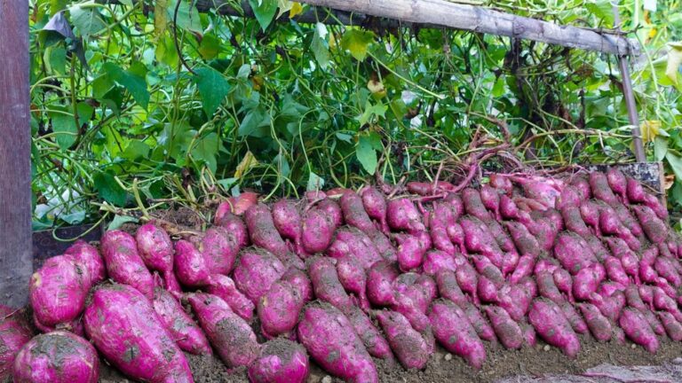 Diese einfache Methode verwandelt Süßkartoffeln in deinen Garten zu einer wahren