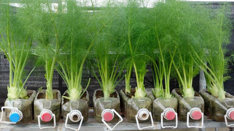 Diese einfache Technik verwandelt deinen Gemüsegarten in eine duftende Feinschmecker-Oase…