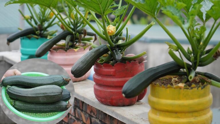 Eine ganz einfache Idee, um Zucchini in Plastikflaschen blitzschnell zu züchten…