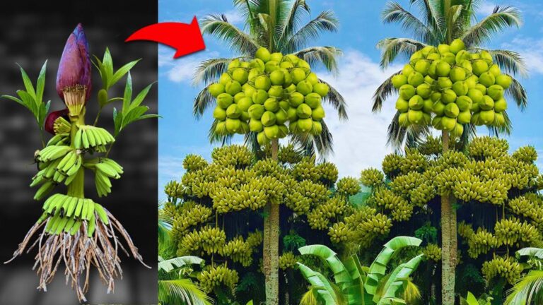 Dieser erstaunliche Trick lässt Bananen und Kokosnüsse gemeinsam wachsen… entdecke das