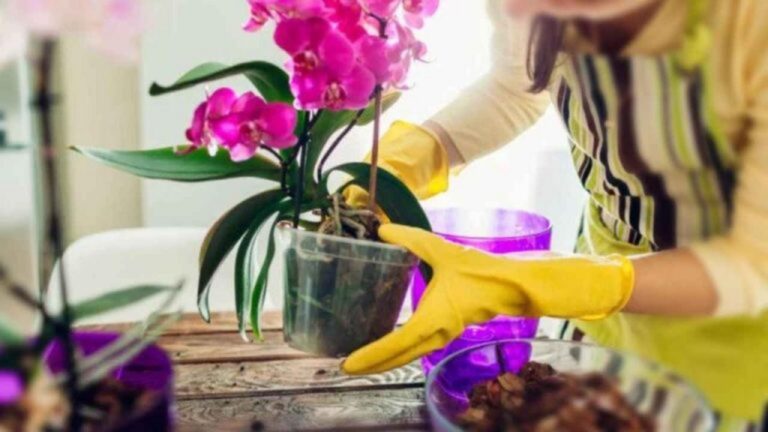 Orchideen ohne Erde: So blühen sie prachtvoll auf!