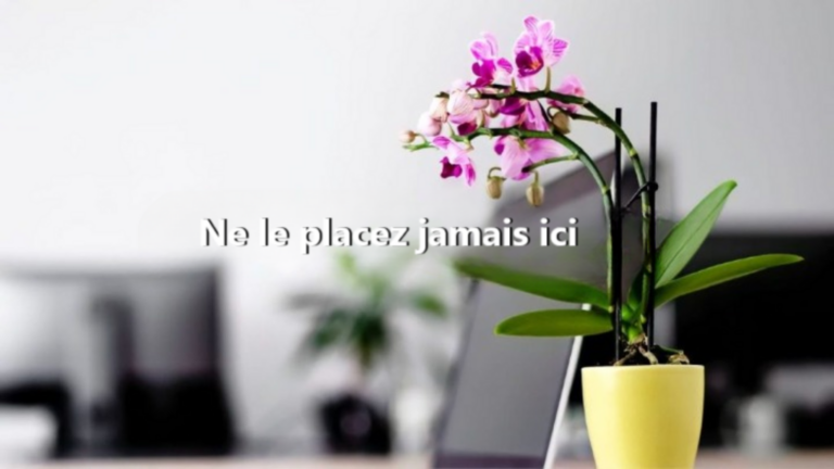 Orchideen-Pflege: Diese Fehler führen zum Verblühen!