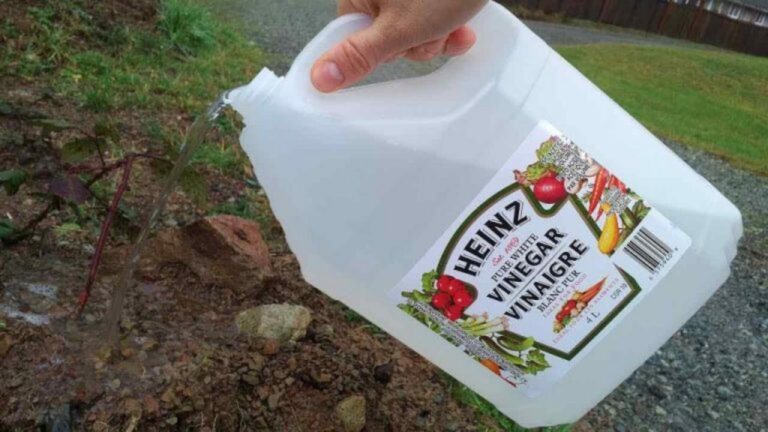 Vinaigre im Garten: Unglaubliche Ergebnisse erwarten dich!