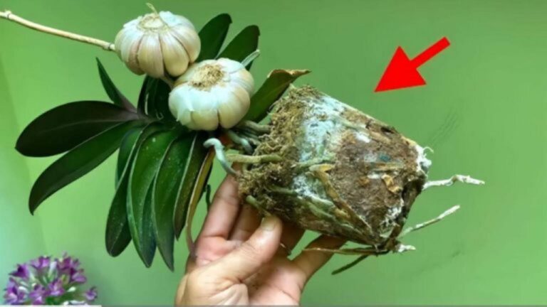 Orchideen richtig pflanzen: So bleiben sie prächtig!