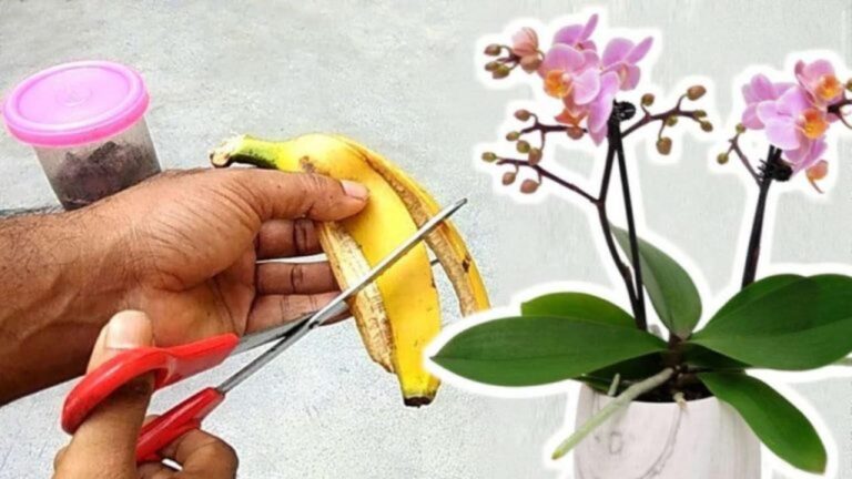 Orchideenpflege: 3 Tricks für blühende Schönheit!