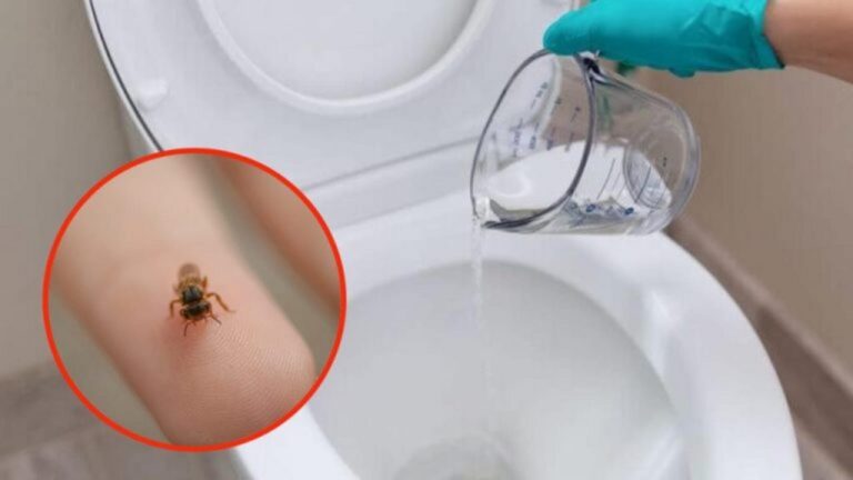 Toilette frei von Fliegen: Die natürliche Methode für saubere Abflüsse