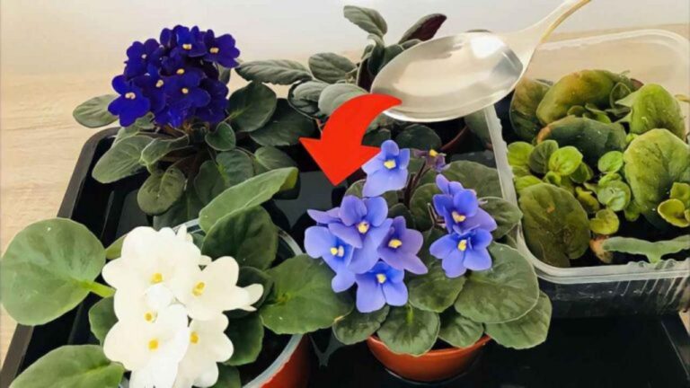 Verleihen Sie Ihren Veilchen das Extra – für üppige Blüten!
