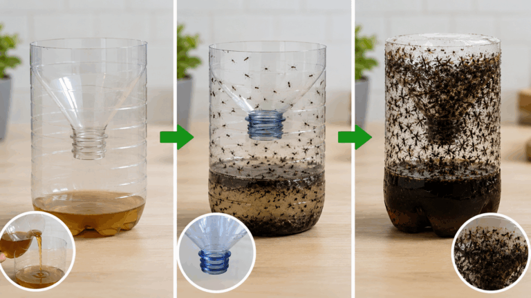 Mückenfalle aus Plastikflasche selber bauen – Einfache DIY-Methode für drinnen